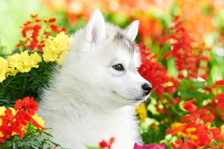 one Siberian husky puppy in flowersの写真素材