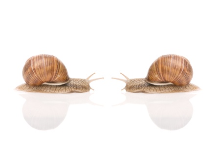 Garden snailの写真素材