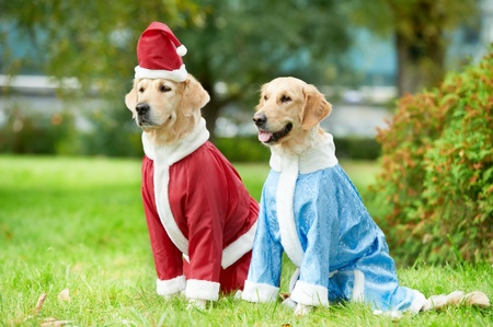 two golden retrievers dogs in new year clothing
