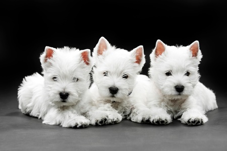 West Highland White Terrier puppiesの写真素材