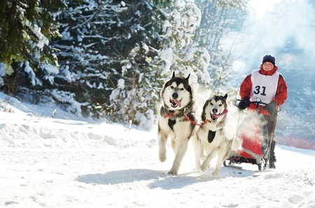 Winter Sled dog racing musher and Siberian huskyの写真素材
