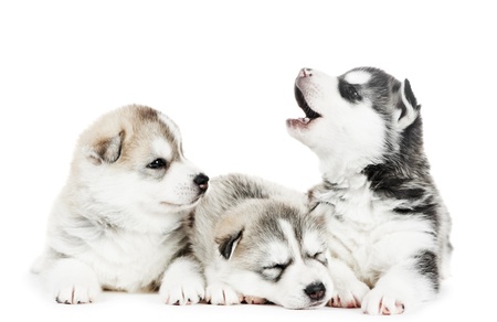 three Siberian husky puppy dogの写真素材