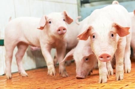 group of young piglet at pig breeding farmの写真素材