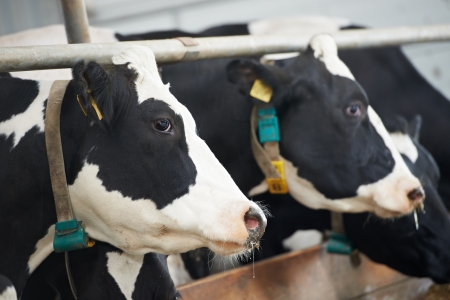 Cows herd  during milking at farmの写真素材