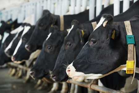 Cows herd  during milking at farmの写真素材