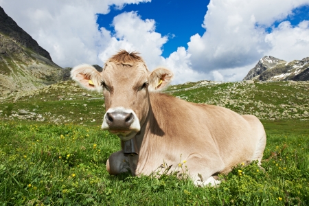 Brown cow on green grass pastureの写真素材