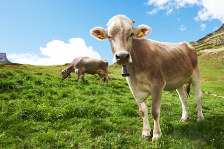 milck cow with bell grazing on Switzerland Alpine mountains green grass pasture over blue skyの写真素材