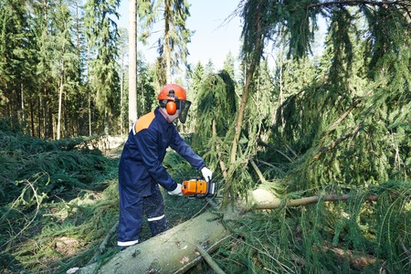 Lumberjack logger worker in protective gear cutting branch of timber tree in forest with chainsawの写真素材
