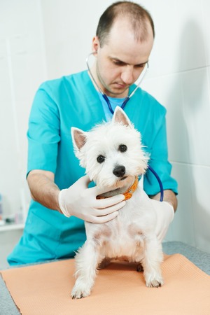 male veterinarian surgeon worker treating examining west highland white terrier dog in veterinary surgery clinicの写真素材