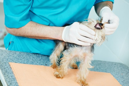 male veterinarian surgeon worker examining teeth of terrier dog in veterinary surgery clinicの写真素材