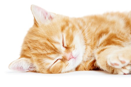 One little sleeping kitten cat of red colourの写真素材