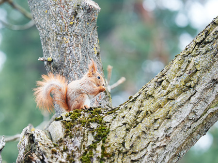 wildlife animal. red squirrel sitting on a tree in the forrest