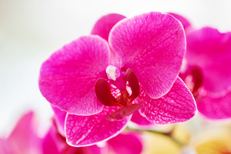 Close-up pink orhid flower bud with bird like inner shape of petalの写真素材