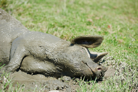 Pig hog having pleasure lying in mud at agriculture green field puddle  outdoors
