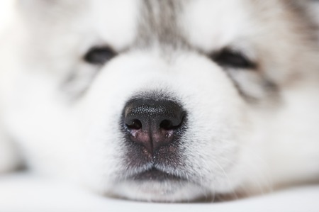Close-up muzzle of little sleeping Siberian husky puppy dogの写真素材