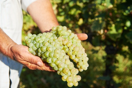 Grape harvest. Hands of farmer with bunch fresh green grapes at vineyard