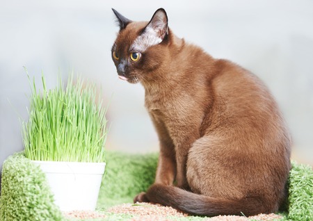 american burmese kitten cat with fresh green pet grassの写真素材
