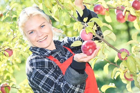 Young woman picker portrait during ripe apples picking from an tree on summer day in orchard