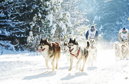 Sled dog racing. musher dogteam driver and Siberian husky at snow winter competition race in forest