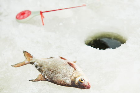 winter fishing catch on iceの写真素材