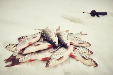 winter fishing. Roach fish catch on snowの写真素材