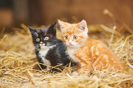 two kitten on hay. Black and redの写真素材