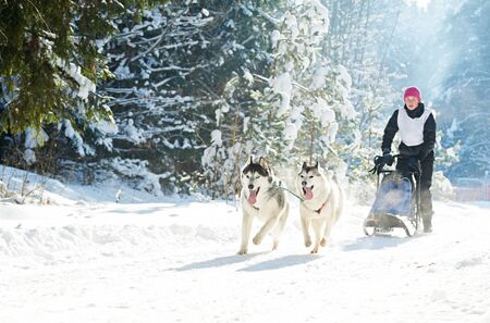 husky sled dog racingの写真素材
