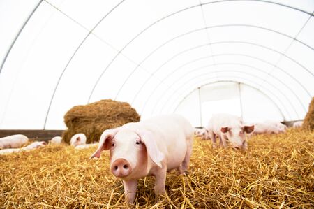 herd of young piglet on hay and straw at pig breeding farm