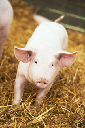 Young piglet on hay and straw at pig breeding farmの写真素材