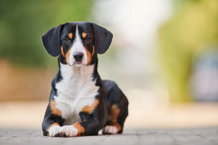 Entlebucher sennenhund outdoors on grass. Loyal pet friendの写真素材