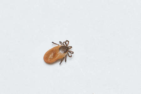 dangerous parasitic mite insect. Desease carrier tickの写真素材