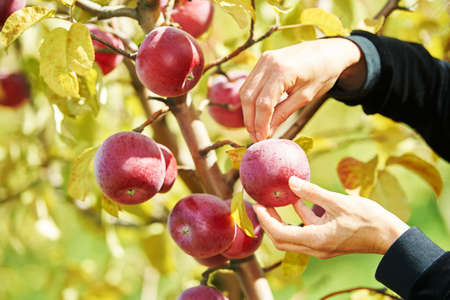 Hands of female worker picking apples in orchard. seasonal fruits harvestingの写真素材