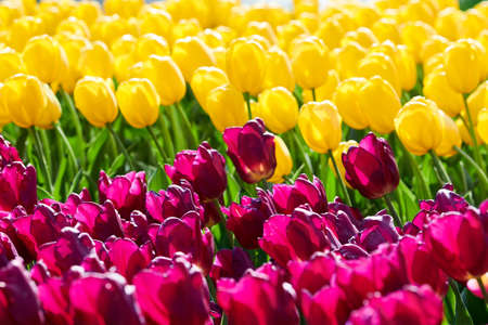 Colorful purple and yellow spring tulips flowers blossomingの写真素材