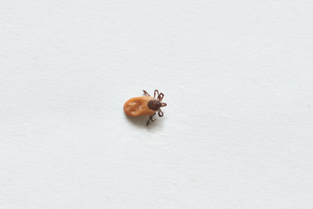 dangerous parasitic mite insect. Desease carrier tickの写真素材