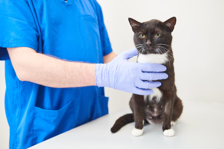 Cat in veterinary clinic. Doctor examining young catの写真素材