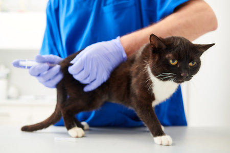 Feline vaccination in veterinary clinic. Doctor doing vaccine to young catの写真素材