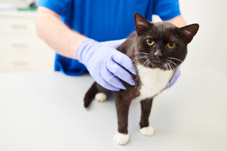Cat in veterinary clinic. Doctor examining young catの写真素材