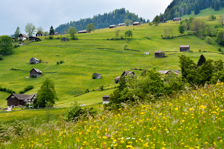 Nice landscape with wild flower field close to Alt st Johan, a small village in St Gallen canton, in Switzerland.の写真素材