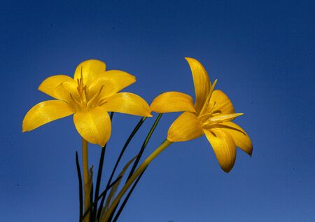 Daffodils flowers close-up. Yellow narcissus against the blue sky. Bright spring sunny day.の写真素材