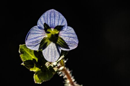 beautiful muticolor flowers close upの写真素材