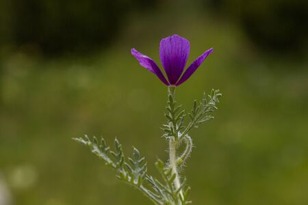 flowersの写真素材