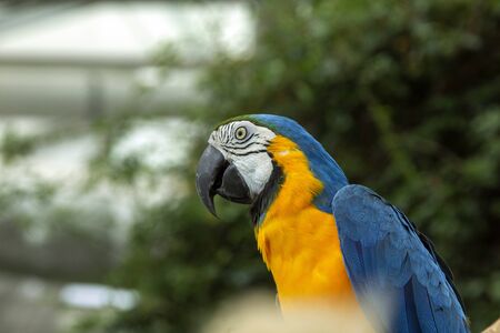 macaw parrot with colorful feathers. Macaw bird close up.Blue-yellow macaw parrot portrait. has a...