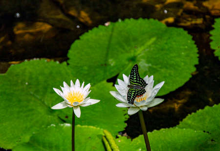 Nymphaea lotus, the white Egyptian lotus, tiger lotus, white lotus or Egyptian white water-lily, is a flowering plant of the family Nymphaeaceae.の写真素材