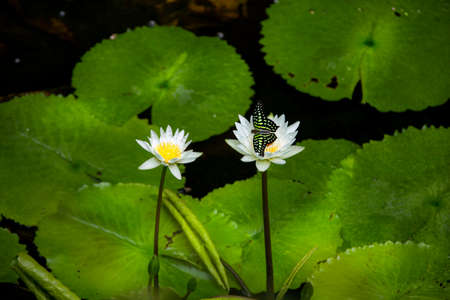 Nymphaea lotus, the white Egyptian lotus, tiger lotus, white lotus or Egyptian white water-lily, is a flowering plant of the family Nymphaeaceae.の写真素材