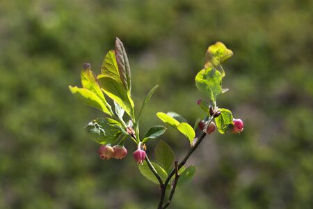 plant, leaf pattern and colorful flowerの写真素材