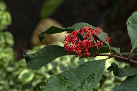 Beautiful Red spike flower. King Ixora blooming (Ixora chinensis). Rubiaceae flower.Ixora flower. Ixora coccinea flower in the garden.の写真素材