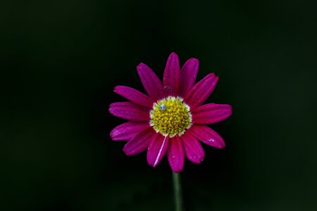 plant, leaf pattern and colorful flowerの写真素材