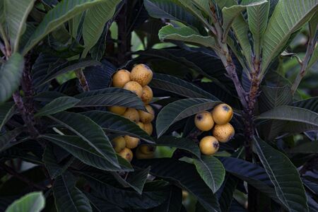 A medlar tree with fruits in may in Turkey.の写真素材