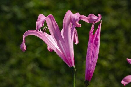 Background image of various colored flower fieldsの写真素材