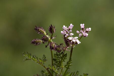 Background image of various colored flower fieldsの写真素材